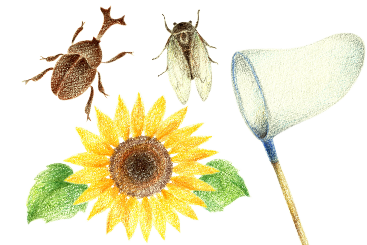 イラスト：向日葵と昆虫